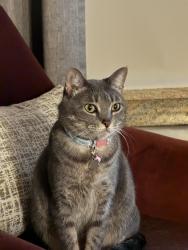 Lost Female Cat last seen Legacy Neighborhood, Bossier City, LA 71111