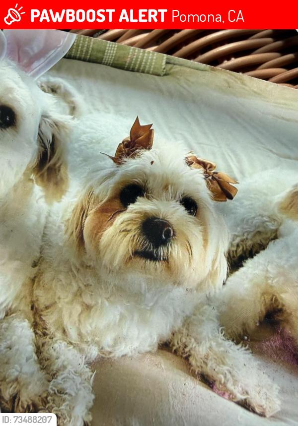 Lost Female Dog last seen Valley Omar, Pomona, CA 91768