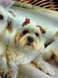 Lost Female Dog last seen Valley Omar, Pomona, CA 91768