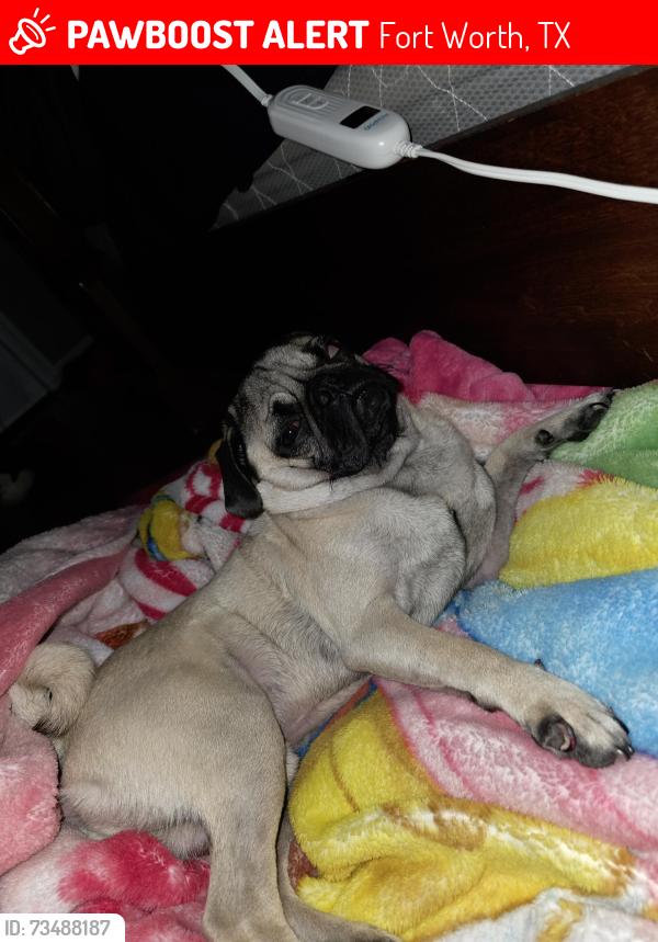 Lost Male Dog last seen S.Ayers ave, Fort Worth, TX 76103