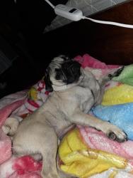 Lost Male Dog last seen S.Ayers ave, Fort Worth, TX 76103