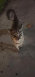 Reunited Unknown Cat last seen Azuaga street, San Diego, CA 92129