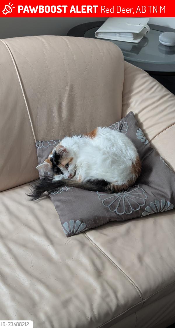 Lost Female Cat last seen Riley Thompson, Red Deer, AB T4N 3M4