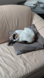 Lost Female Cat last seen Riley Thompson, Red Deer, AB T4N 3M4