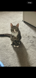 Lost Male Cat last seen Aston, Handsworth, England 