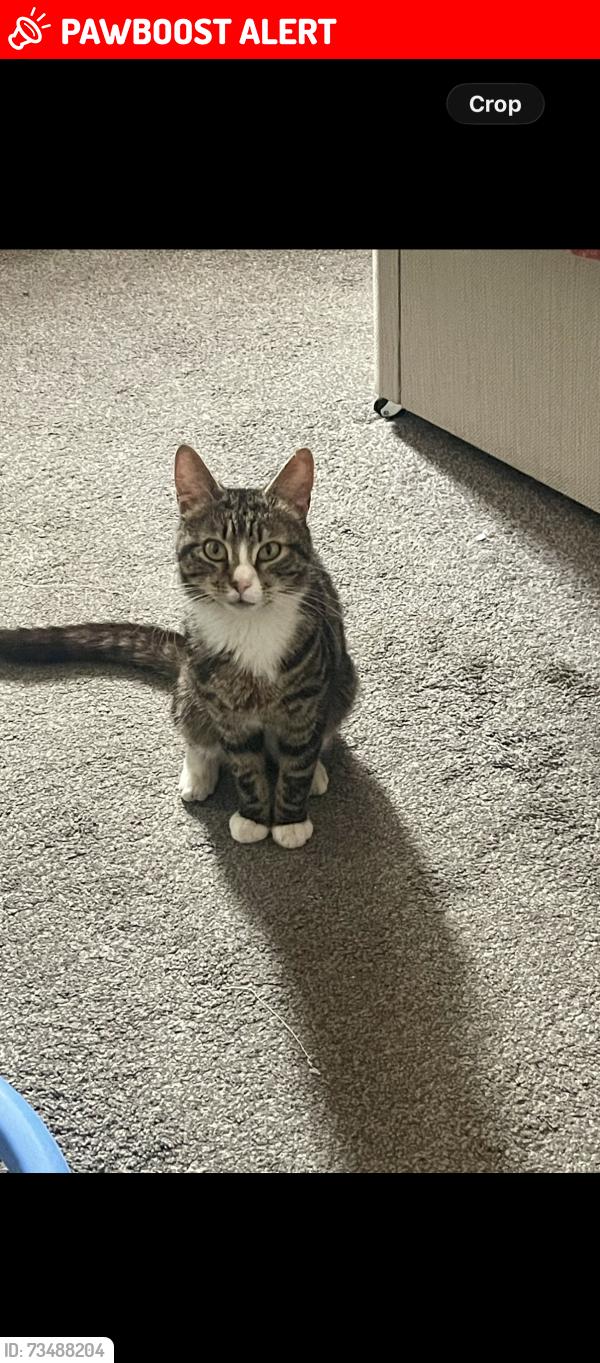 Lost Male Cat last seen Aston, Handsworth, England 