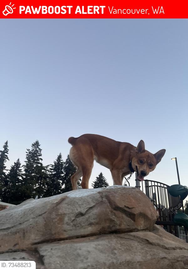 Lost Male Dog last seen Near X ST, Vancouver, WA 98661