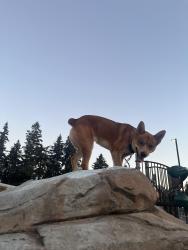 Lost Male Dog last seen Near X ST, Vancouver, WA 98661
