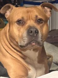 Lost Male Dog last seen Garvin Park, Evansville, IN 47711