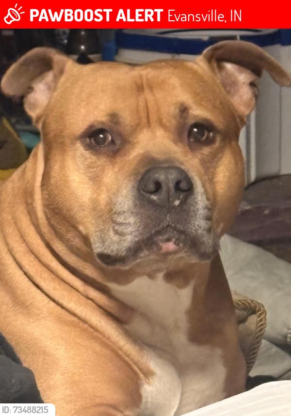 Lost Male Dog last seen Garvin Park, Evansville, IN 47711