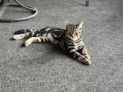 Found/Stray Male Cat last seen Knox ave between lake and lagoon, Minneapolis, MN 55408