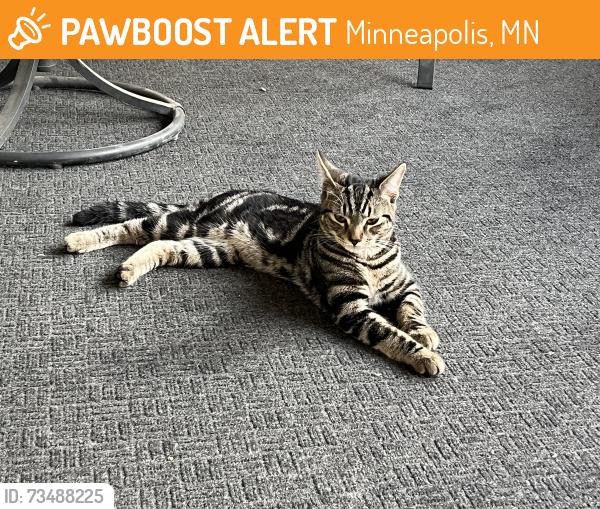 Found/Stray Male Cat last seen Knox ave between lake and lagoon, Minneapolis, MN 55408
