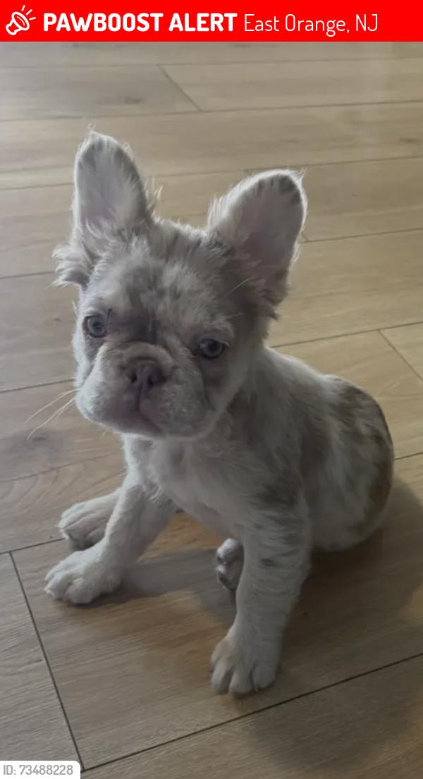Lost Female Dog last seen Motor vehicle east orange NJ, East Orange, NJ 07018