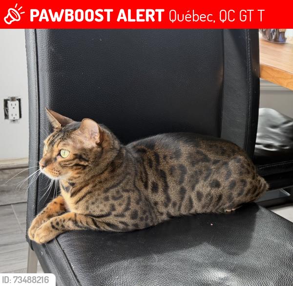 Lost Male Cat last seen Coin Godefroy et chemin Saint-Louis, Quebec, Québec, QC G1T 2T8