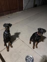 Reunited Male Dog last seen McBride Ave and Hubbard st, East Los Angeles, CA 90022