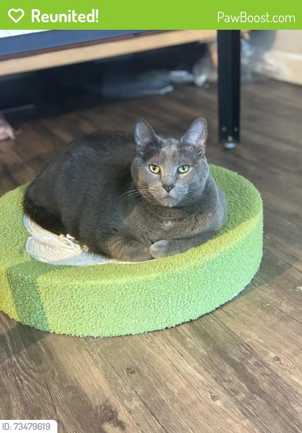 Reunited Male Cat last seen Near Wilma Rudolph Rd, Austin, TX, 78748, Austin, TX 78748