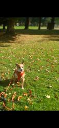 Reunited Female Dog last seen Gladstone, Gladstone, OR 97027