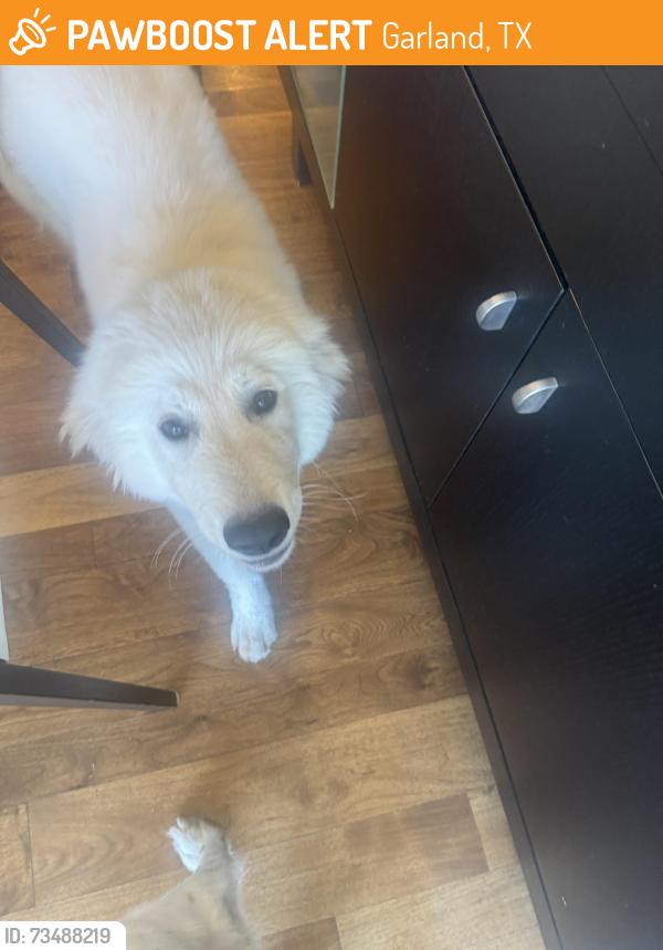 Found/Stray Male Dog last seen 16th street Garland Tx, Garland, TX 75041