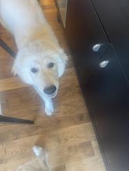 Found/Stray Male Dog last seen 16th street Garland Tx, Garland, TX 75041