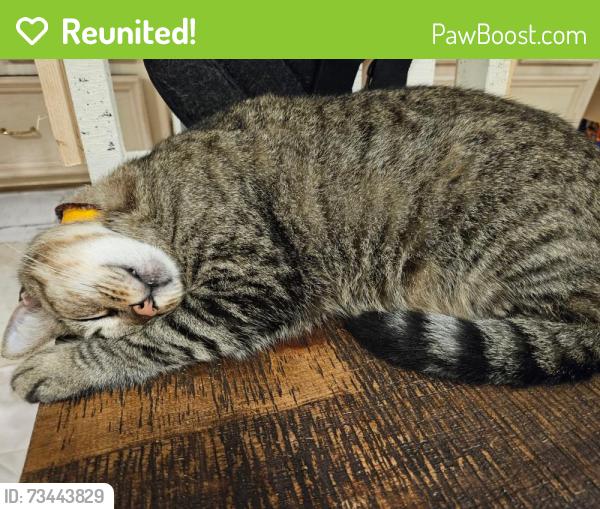 Reunited Female Cat last seen Raccoon dr 77521, Baytown, TX 77521