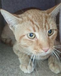 Shelter Stray Male Cat last seen , 4275 Elton St, Baldwin Park, CA 91706, USA