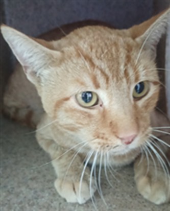 Shelter Stray Male Cat last seen , 4275 Elton St, Baldwin Park, CA 91706, USA