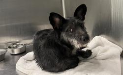 Shelter Stray Male Dog last seen ROYAL OAK BLVD/SOUTH ST LEESBURG, 12280 County Rd 448, Tavares, FL 32778, USA