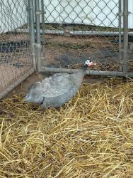 Shelter Stray Female Bird last seen Near BLOCK GREER LOOP, 3001 2nd St SW, Albuquerque, NM 87105, USA