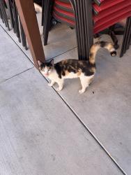 Found/Stray Unknown Cat last seen Florence ave and compton, Florence-Graham, CA 90001