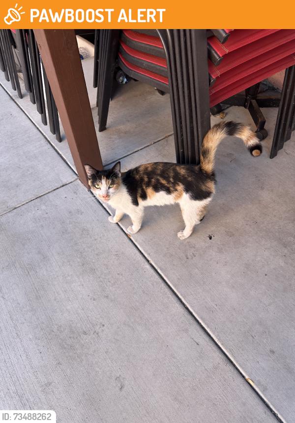 Found/Stray Unknown Cat last seen Florence ave and compton, Florence-Graham, CA 90001