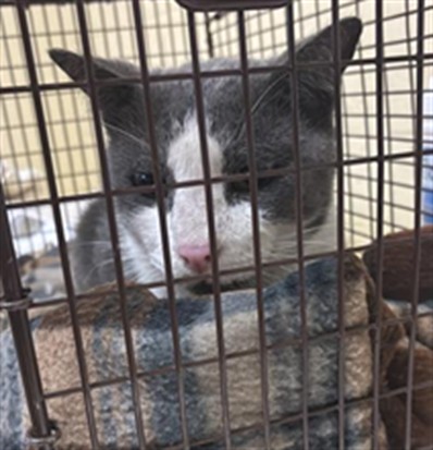 Shelter Stray Female Cat last seen FAIRWEATHER DR & ERIN DR, 2127 Front St, Sacramento, CA 95818, USA