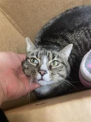 Shelter Stray Female Cat last seen FRONT ST & U ST, 2127 Front St, Sacramento, CA 95818, USA