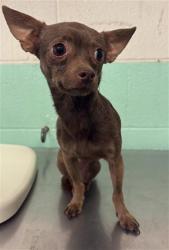 Shelter Stray Male Dog last seen SANTIAGO AVE & LEXINGTON ST, 2127 Front St, Sacramento, CA 95818, USA
