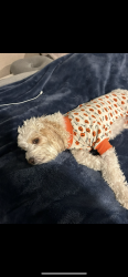 Lost Male Dog last seen S dahlia st, Denver, CO 80222