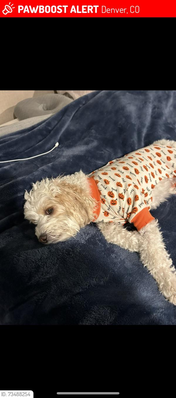 Lost Male Dog last seen S dahlia st, Denver, CO 80222