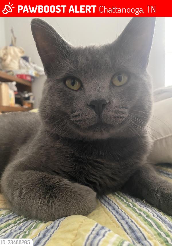 Lost Male Cat last seen CubeSmart Self Storage, Corner of Brainerd and East Brainerd, Chattanooga, TN 37421