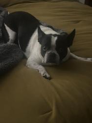 Reunited Female Dog last seen Good Hope Rd, Milwaukee, WI 53224