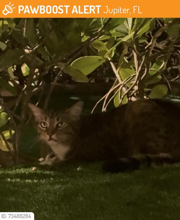 Found/Stray Unknown Cat last seen Jupiter cove mini golf, Jupiter, FL 33477