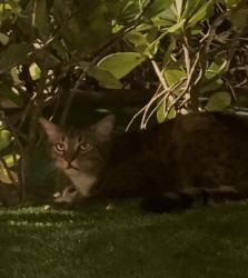 Found/Stray Unknown Cat last seen Jupiter cove mini golf, Jupiter, FL 33477