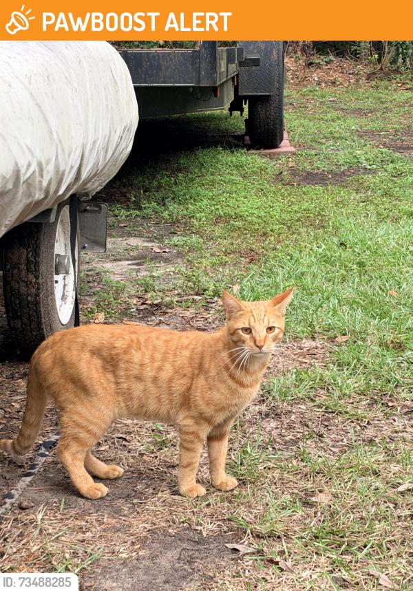 Found/Stray Male Cat last seen Kolic Helmey rd, Effingham County, GA 31312