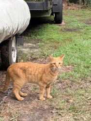 Found/Stray Male Cat last seen Kolic Helmey rd, Effingham County, GA 31312