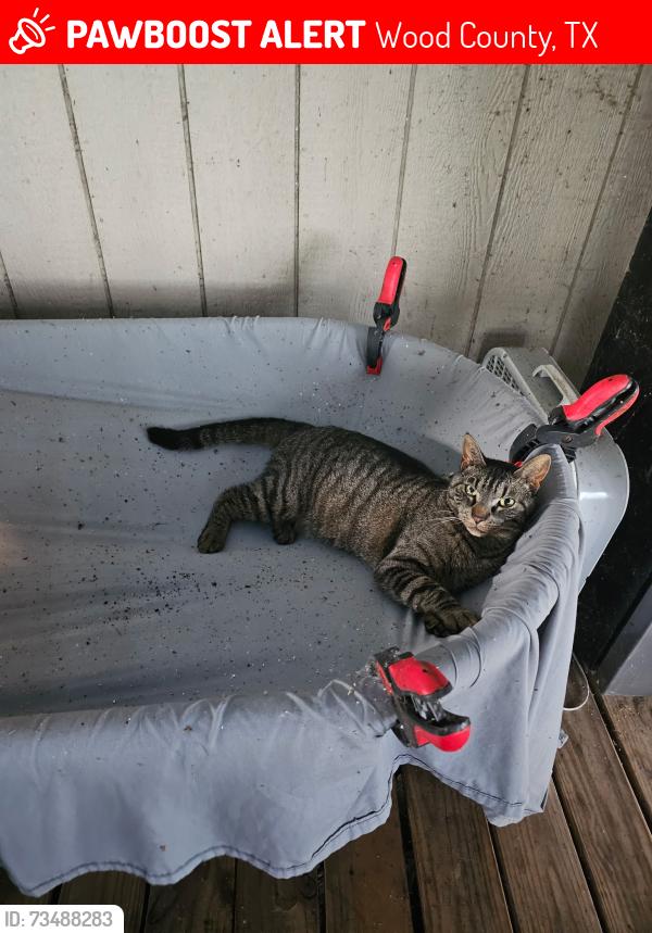 Lost Male Cat last seen CR 1895, Wood County, TX 75497