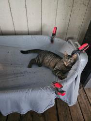 Lost Male Cat last seen CR 1895, Wood County, TX 75497