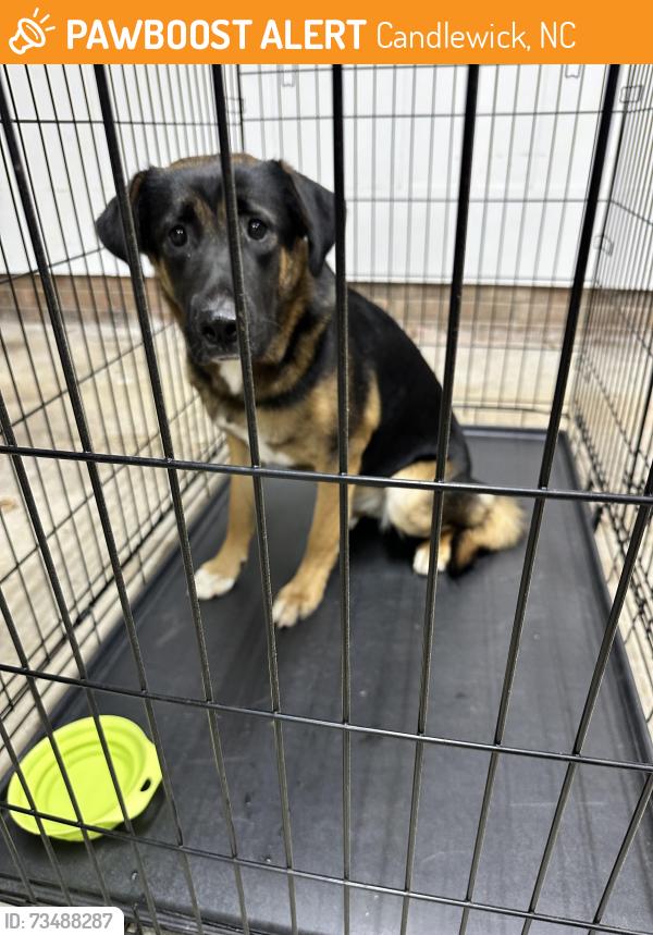 Found/Stray Female Dog last seen In our yard, Candlewick, NC 27591