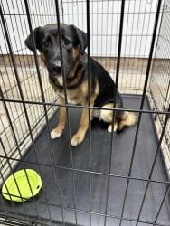 Found/Stray Female Dog last seen In our yard, Candlewick, NC 27591