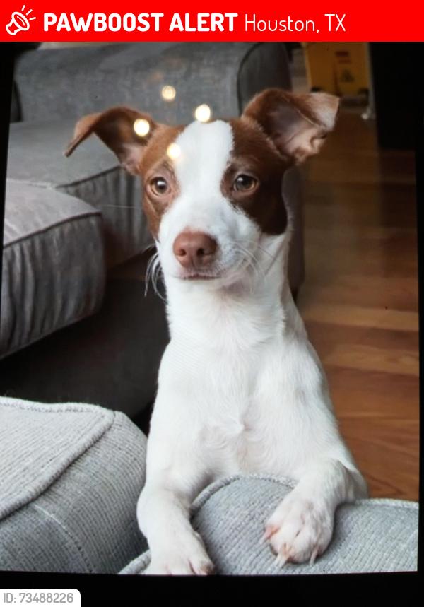 Lost Male Dog last seen W.Fuqua St. And Alrover st., Houston, TX 77045