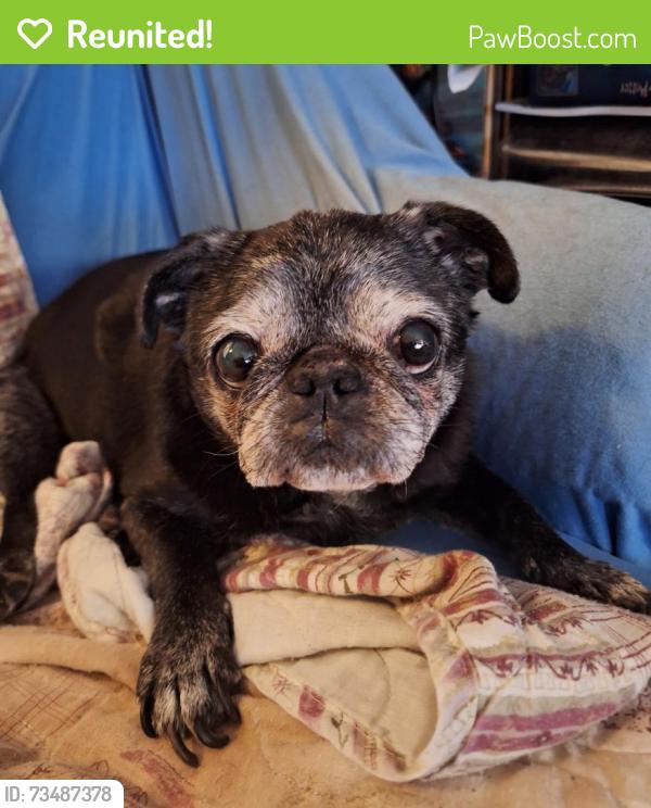 Reunited Female Dog last seen Oak Trail Dr. And Old Lytton Springs Rd on the north side of Lockhart, Lockhart, TX 78644