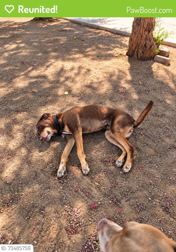 Reunited Male Dog last seen Daisy Ln and Eaby Rd, Phelan, CA 92371
