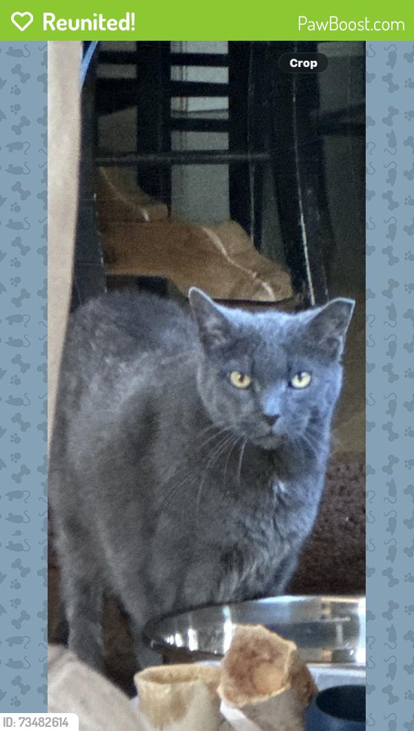 Reunited Male Cat last seen Wendy Drive and De Lasalle Court, Naperville, IL 60565