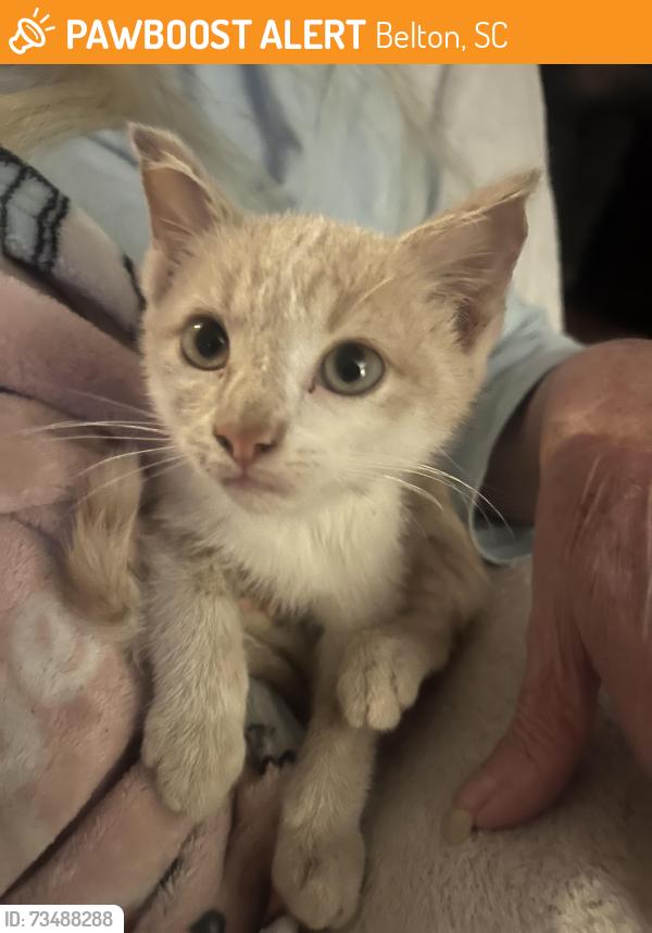 Found/Stray Female Cat last seen Belton Honea Path Hwy and Docheno Road, Belton, SC 29627